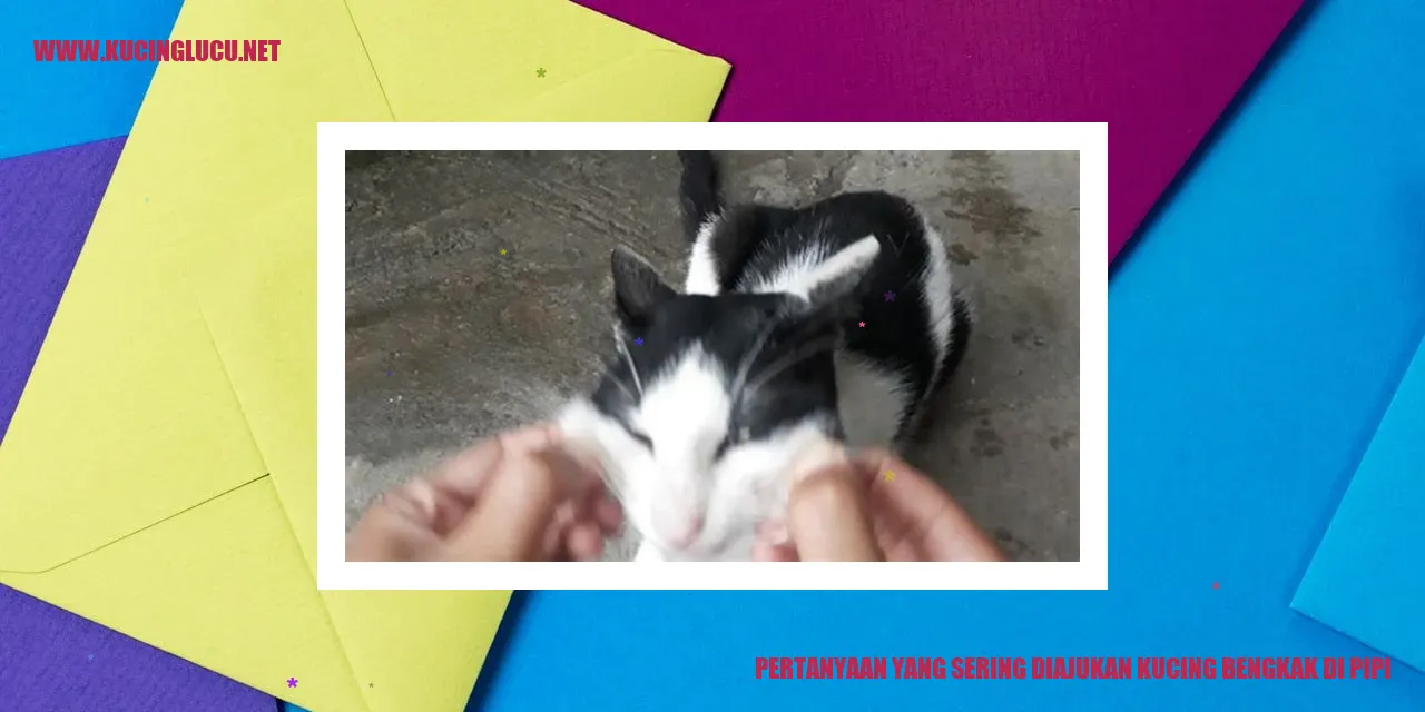 Kucing dengan Pembengkakan di Pipi