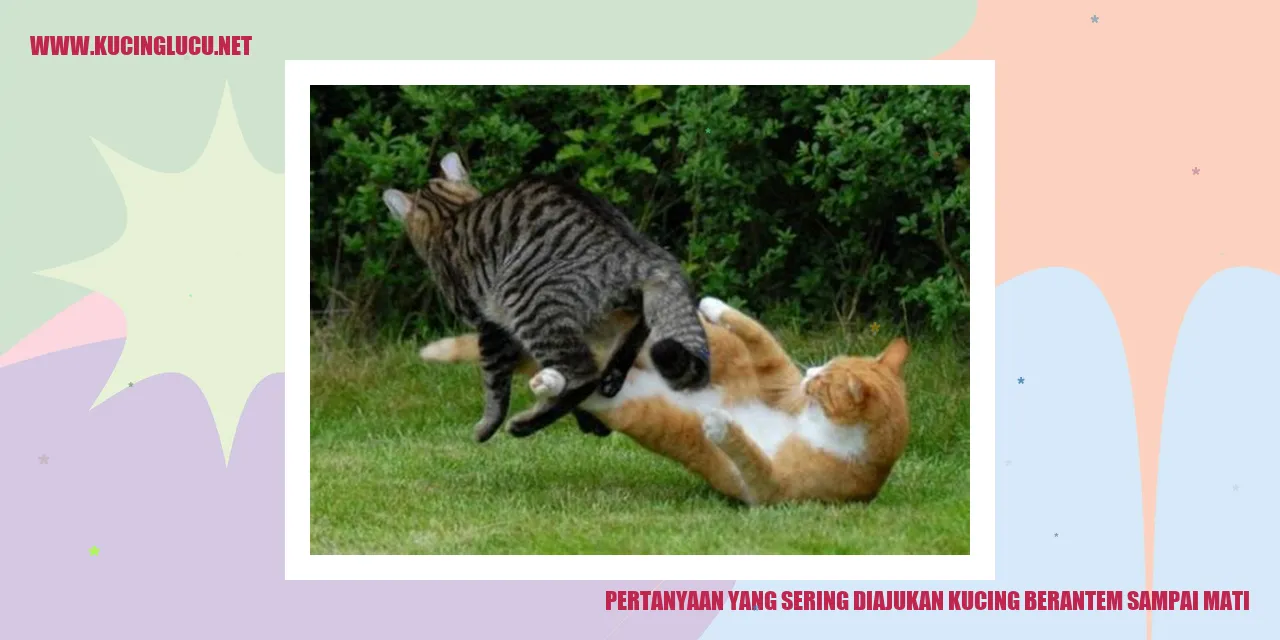 kucing berkelahi sampai mati