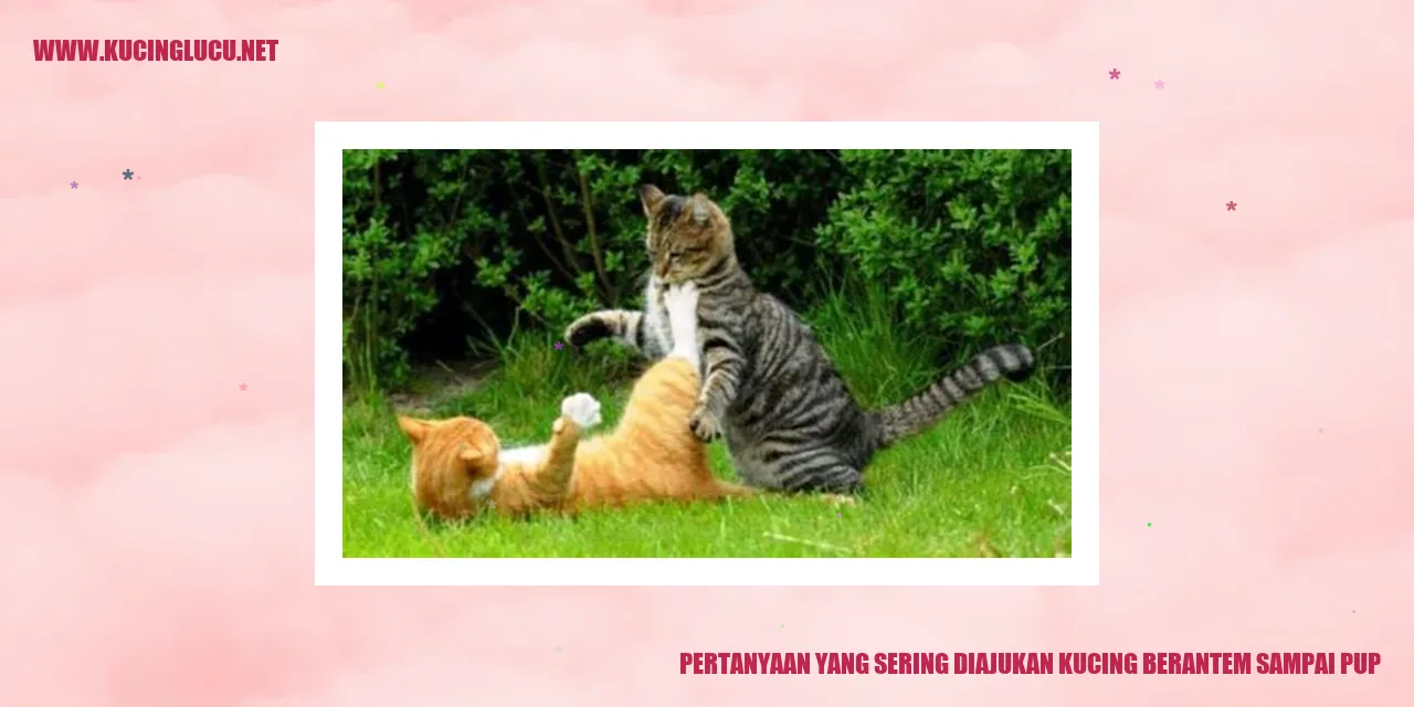 Kucing berantem sampai pup