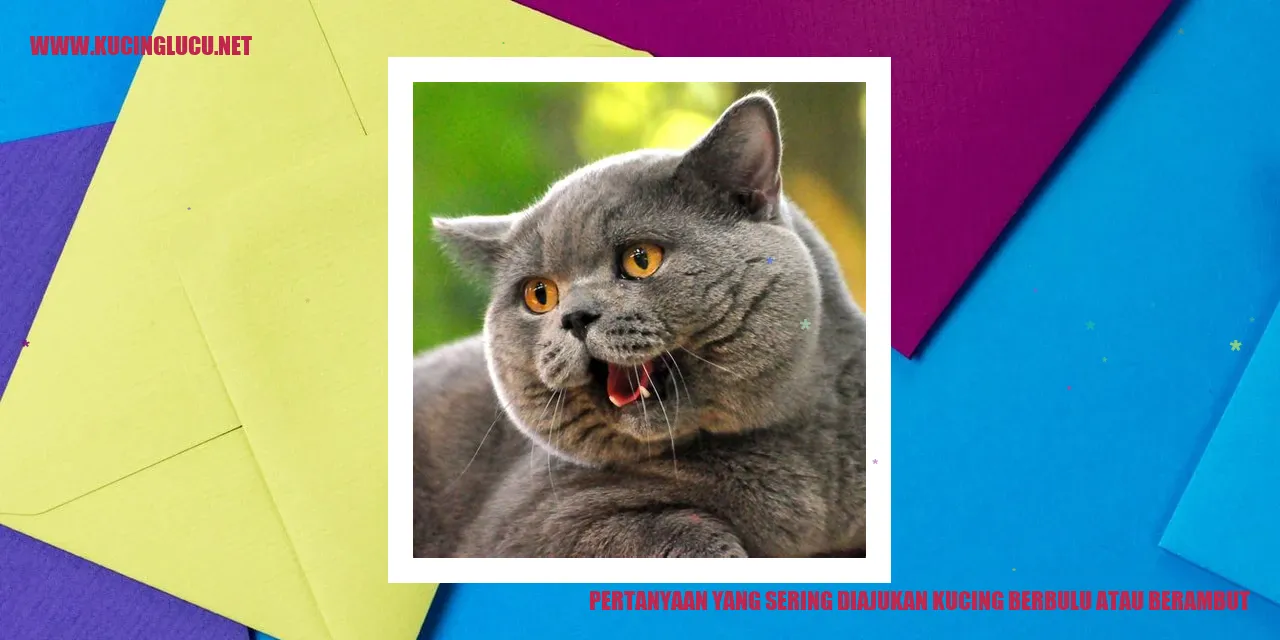 gambar kucing dengan bulu atau rambut