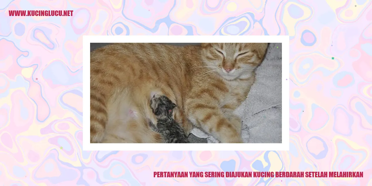 Kucing Berdarah Setelah Melahirkan