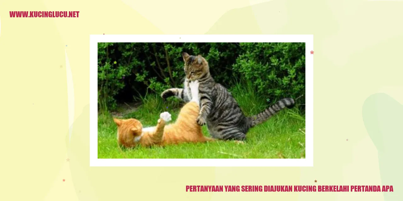 Kucing Berkelahi