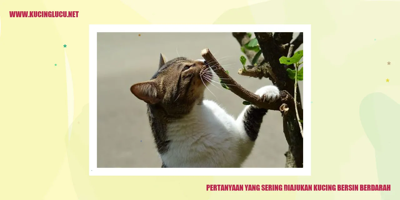 Kucing Bersin Berdarah