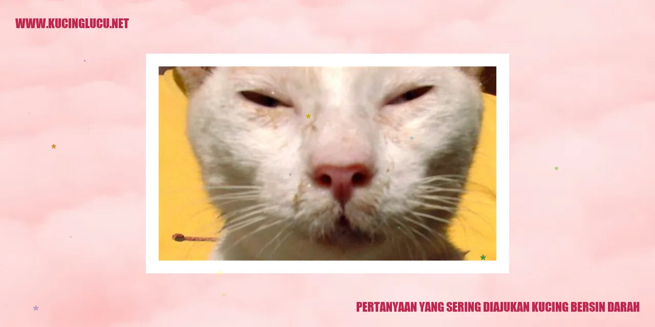 kucing bersin darah