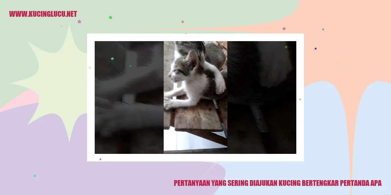 Gambar kucing bertengkar