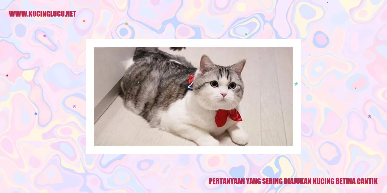 Kucing Betina Cantik