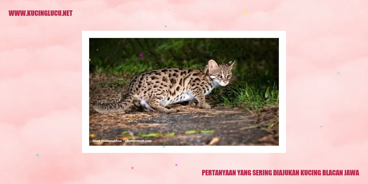 Kucing Blacan Jawa