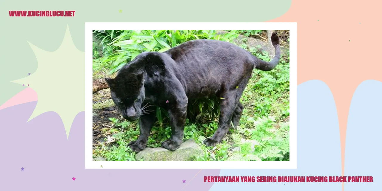 Kucing Black Panther