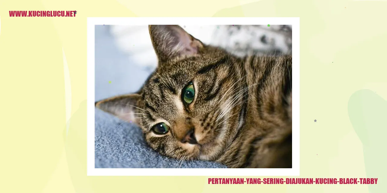 Gambar-Kucing-Black-Tabby