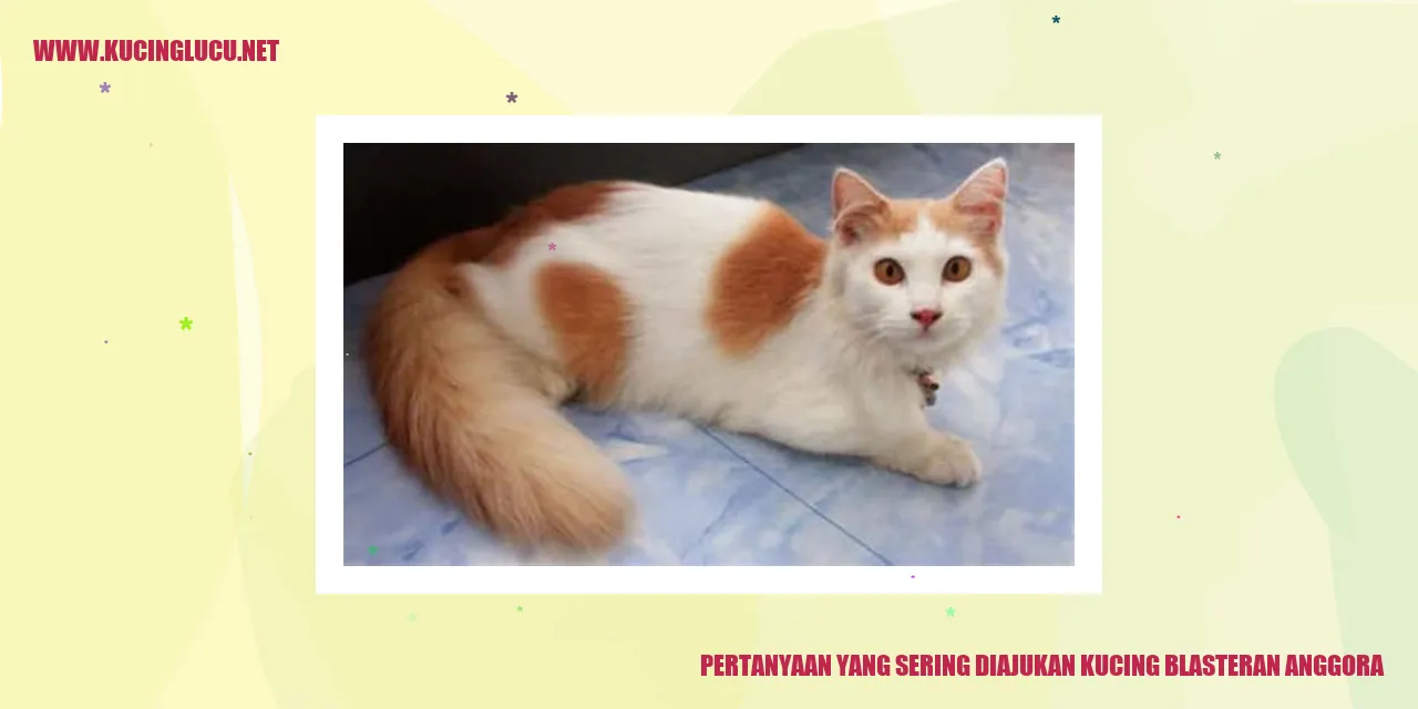 Pertanyaan yang Sering Diajukan kucing blasteran anggora
