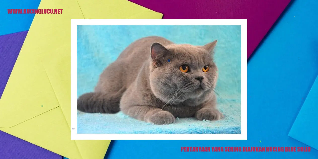 Kucing Blue Solid