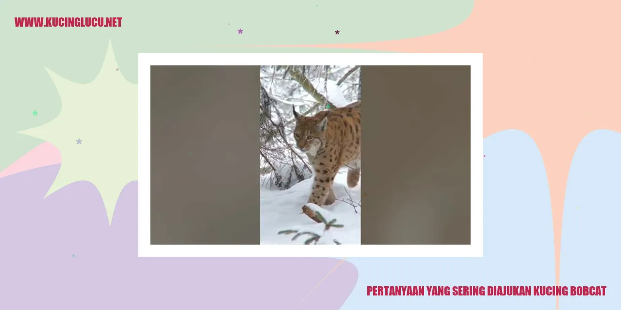 Gambar Kucing Bobcat