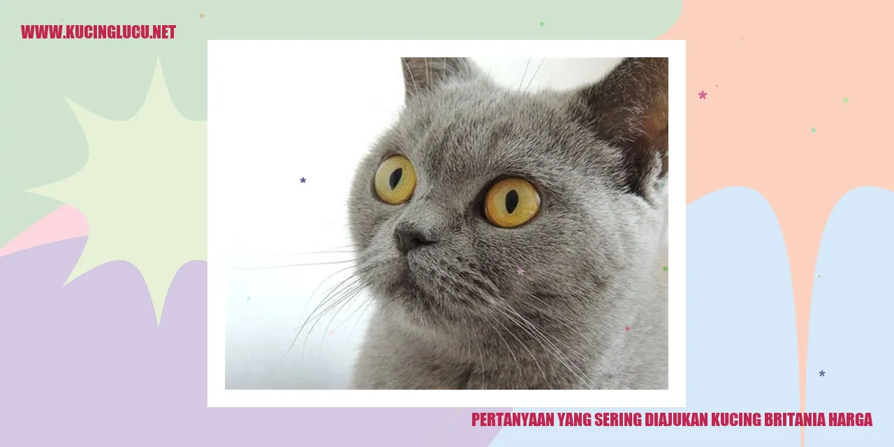 Info Harga Kucing Britania