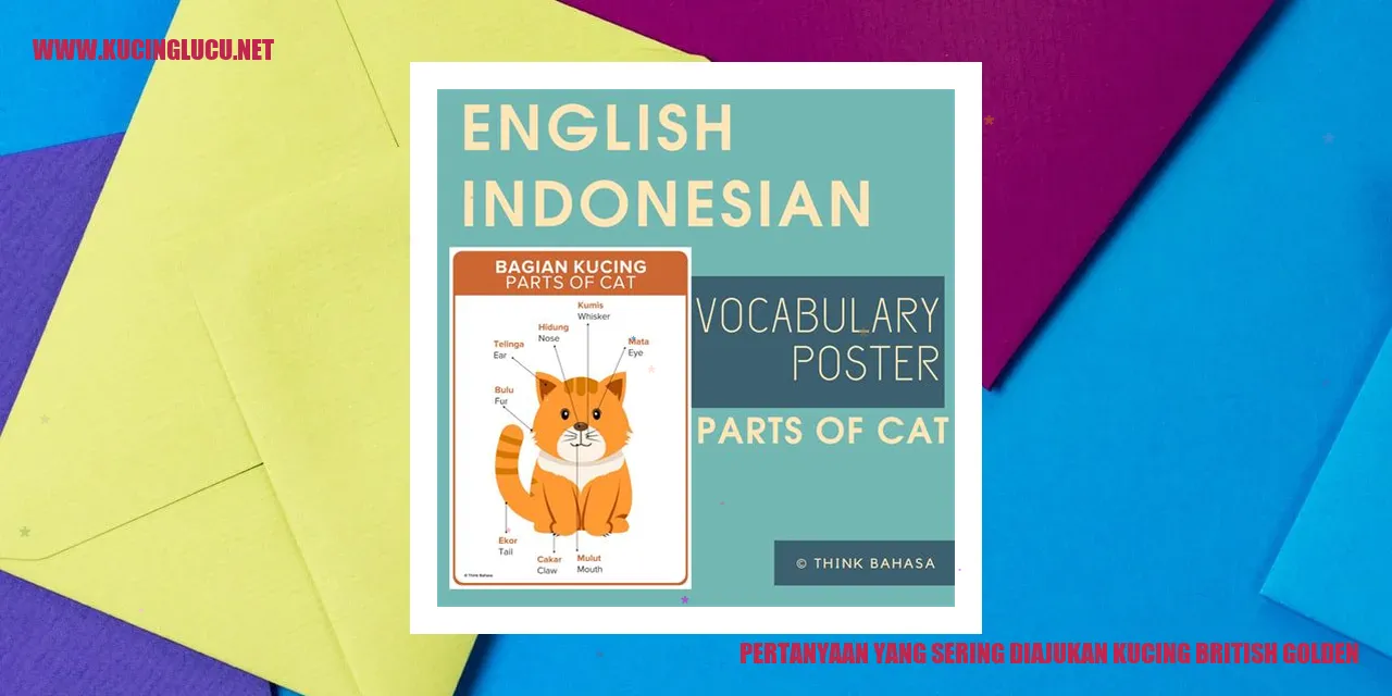 Kucing British Golden