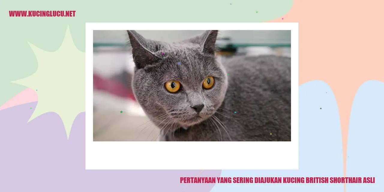 Kucing British Shorthair