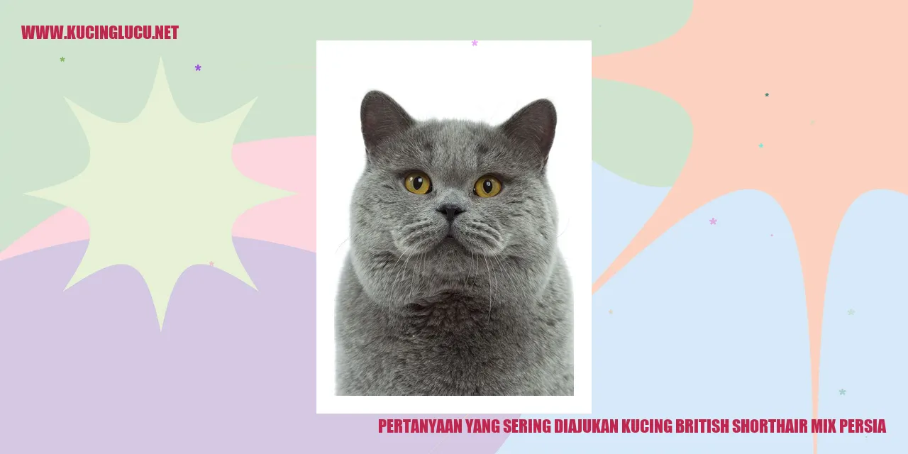 Foto Menarik British Shorthair Mix Persia