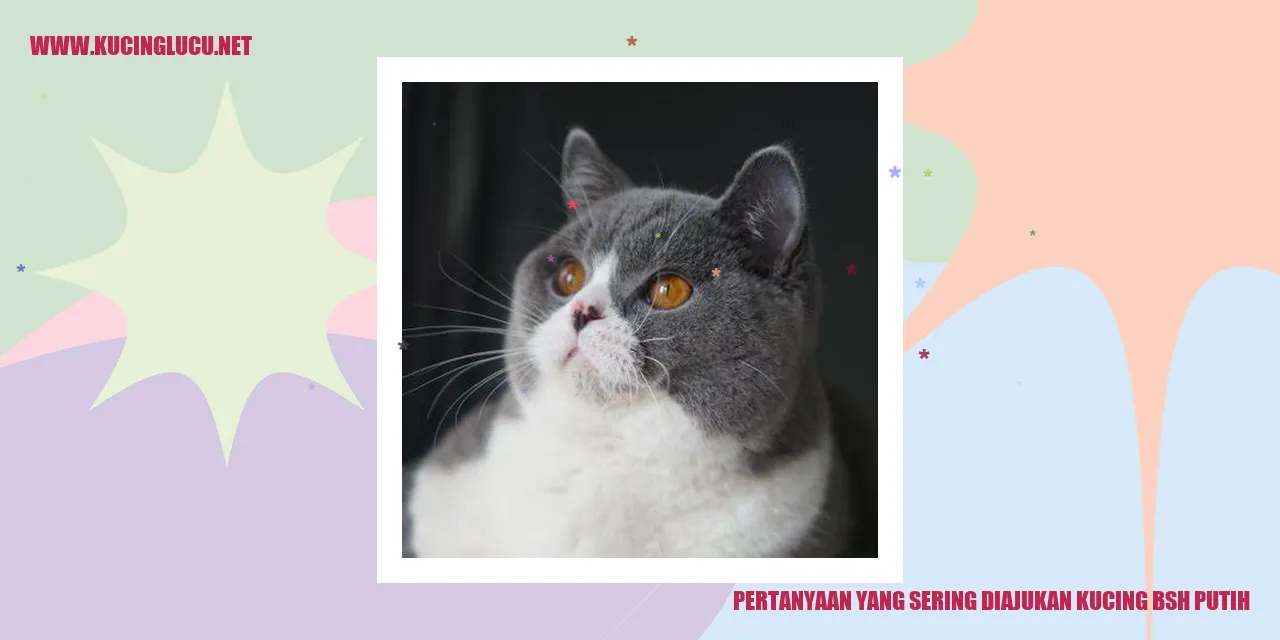 Foto Kucing BSH Putih