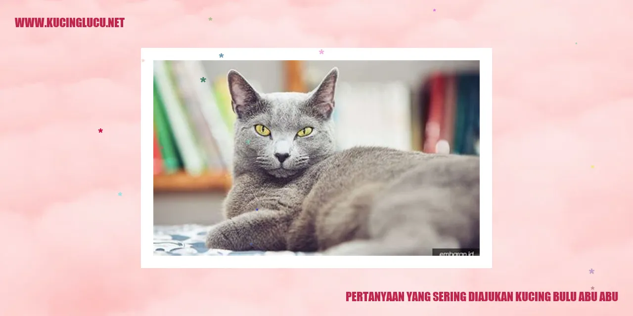 Kucing Bulu Abu-abu