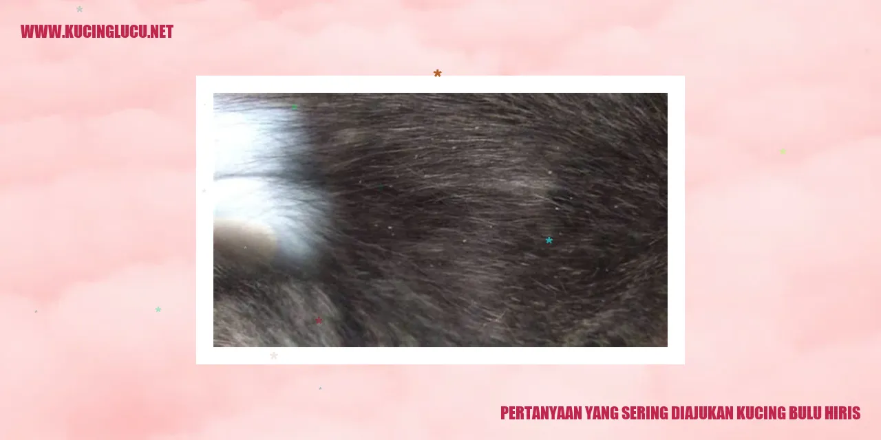 Kucing Bulu Hiris