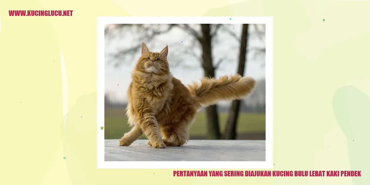 Kucing Bulu Lebat Kaki Pendek