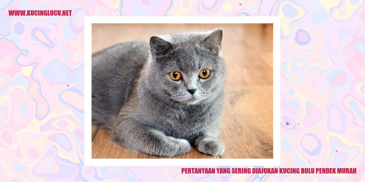 Gambar Kucing Bulu Pendek