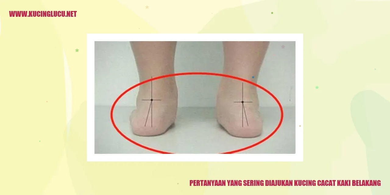 Kucing Mengalami Cacat di Kaki Belakang