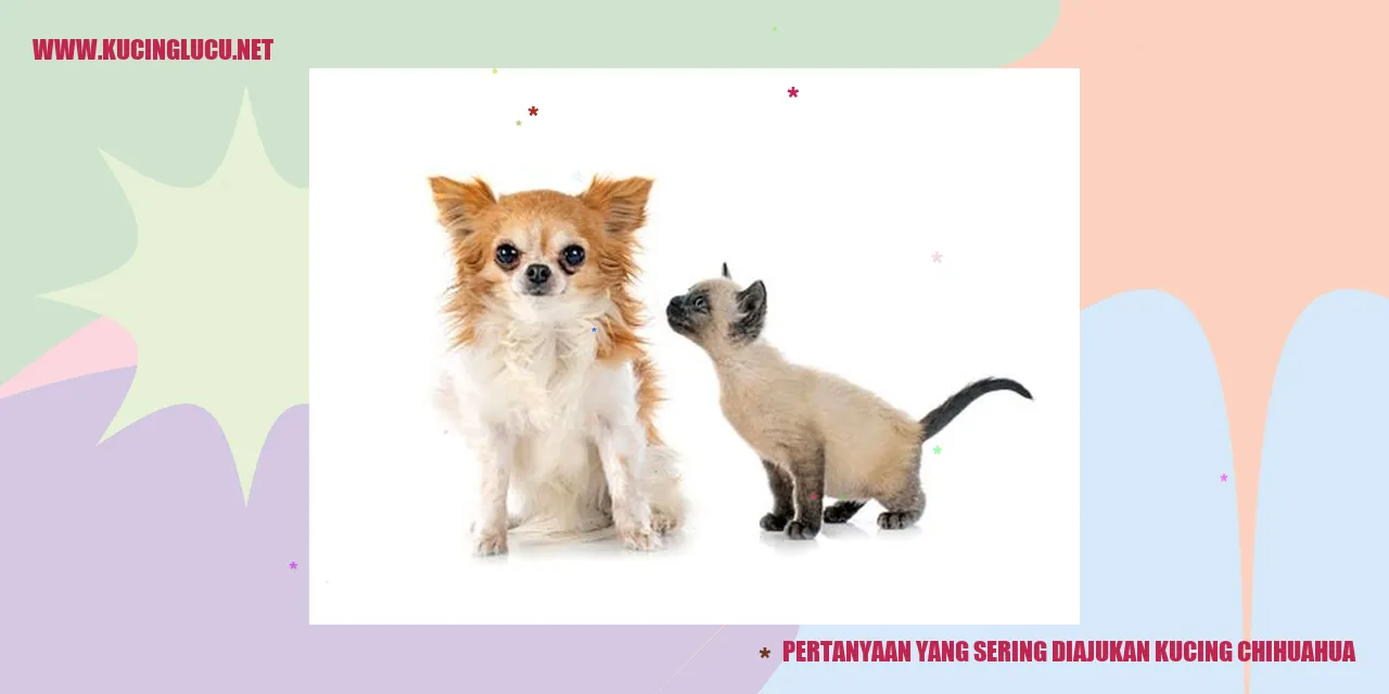 Kucing Chihuahua