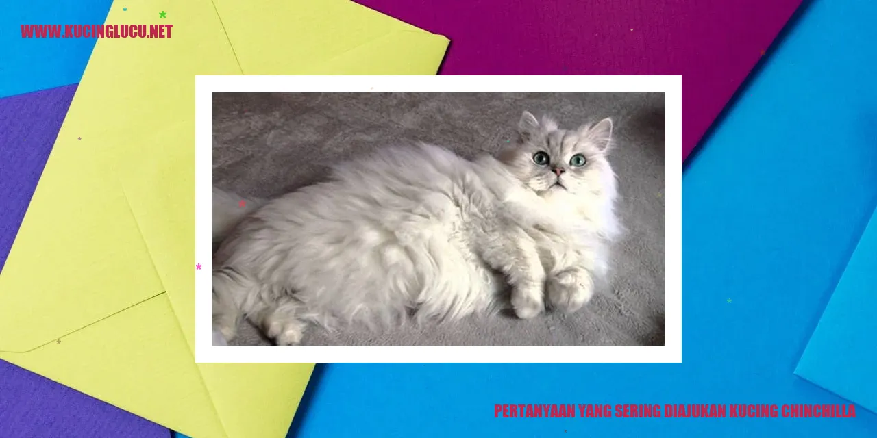 Kucing Chinchilla