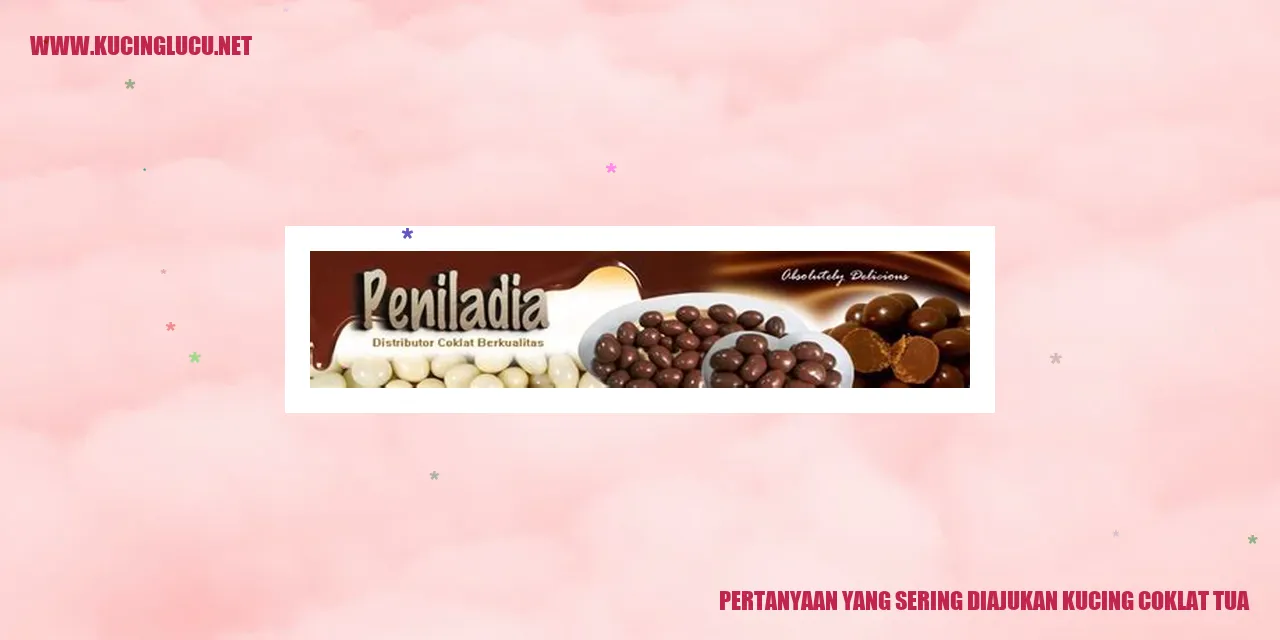 Kucing Coklat Tua