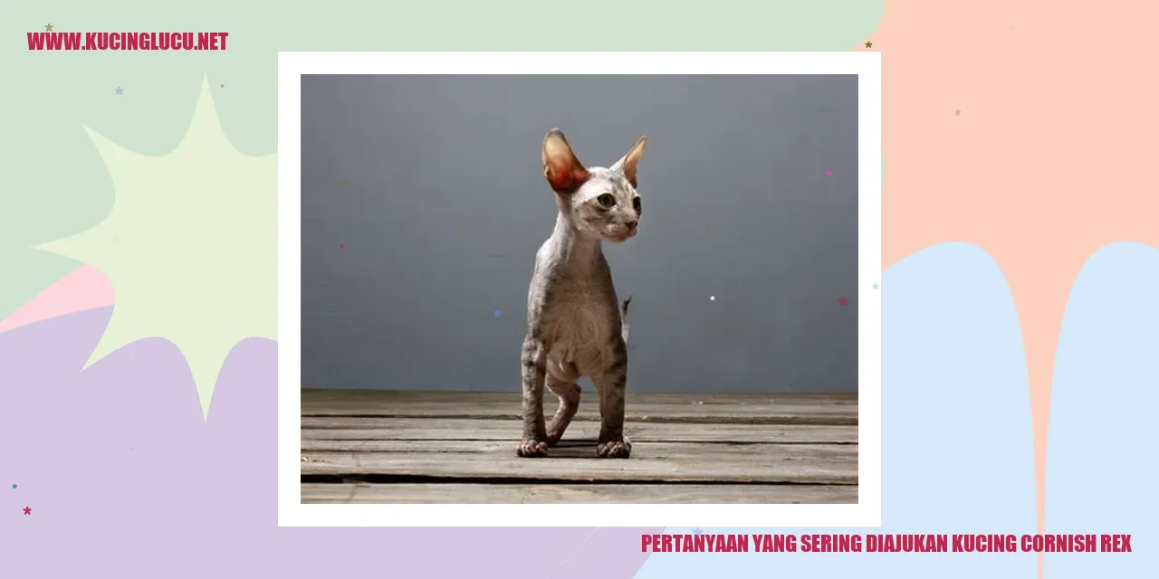 Kucing Cornish Rex