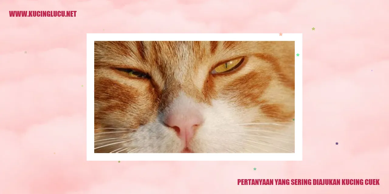 Kucing Cuek