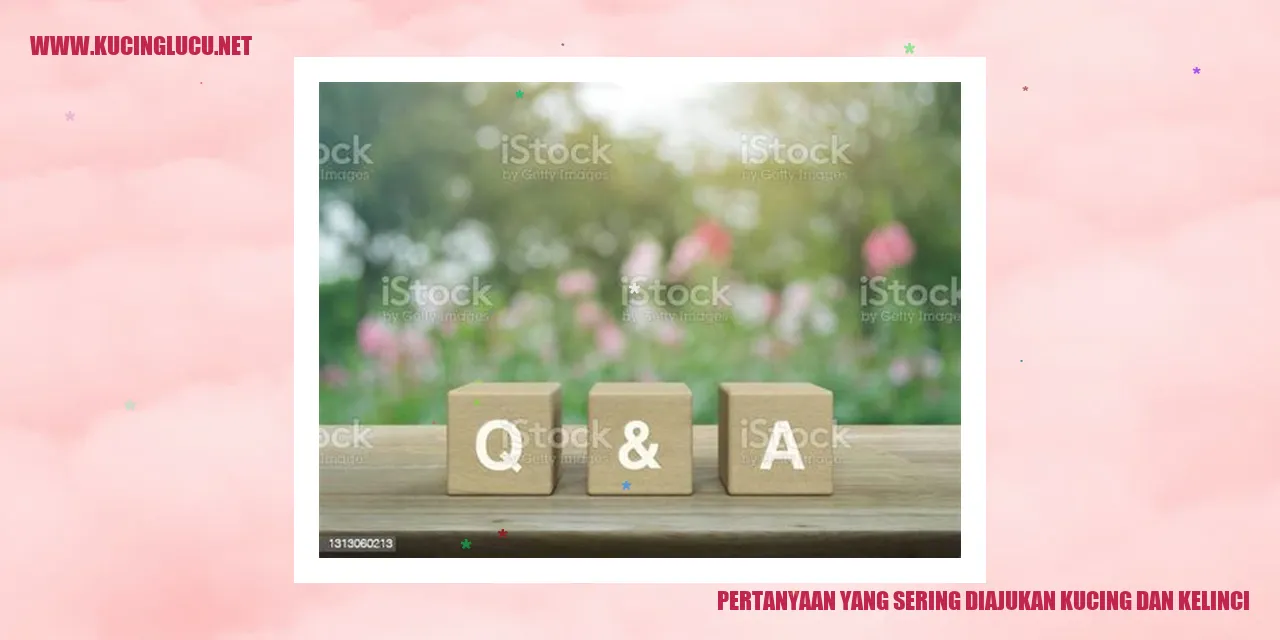 Gambar hewan kucing dan kelinci