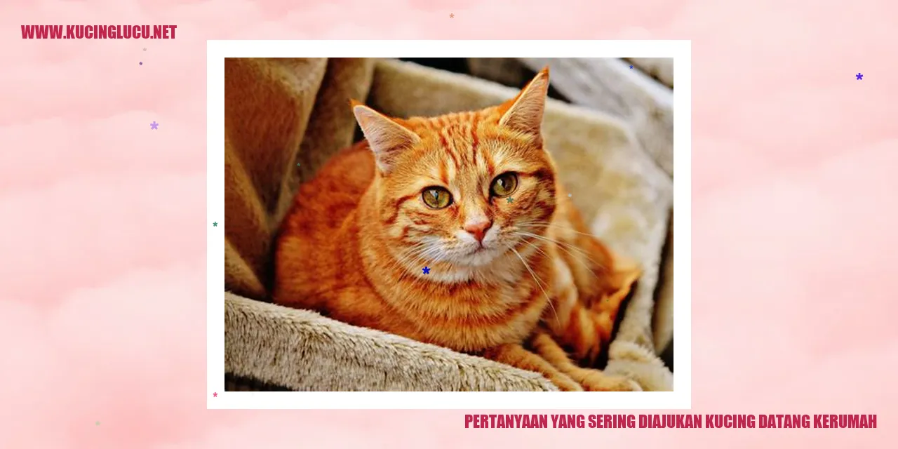 gambar kucing yang datang ke rumah