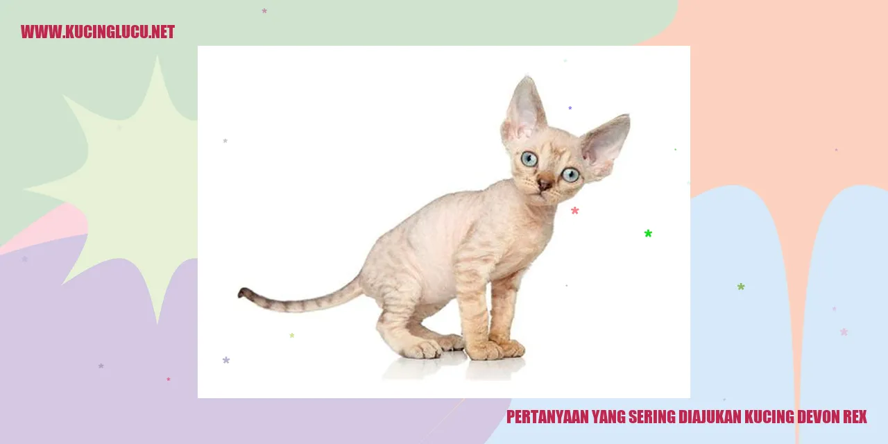 Kucing Devon Rex