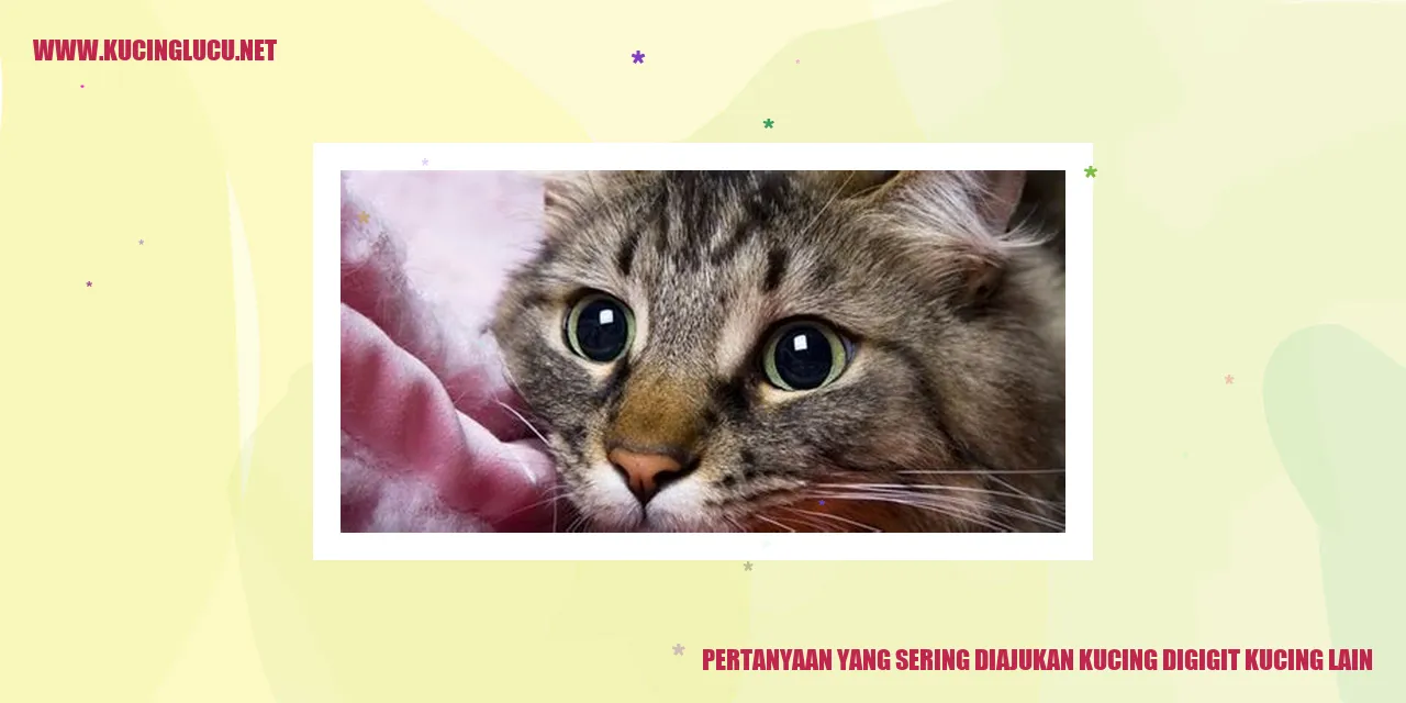 Kucing yang Digigit oleh Kucing Lain