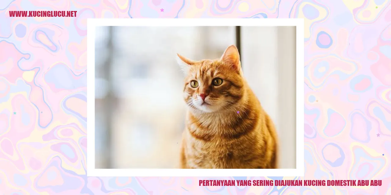 Ilustrasi Kucing Domestik Abu-abu