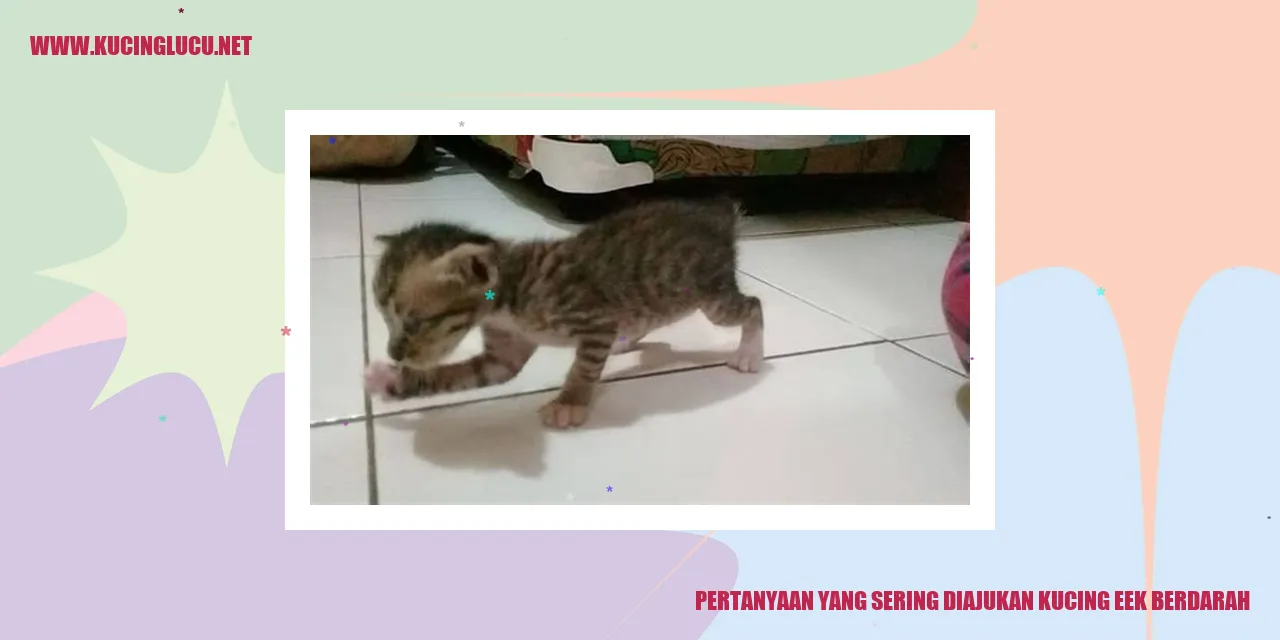 Gambar kucing dengan masalah tinja berdarah