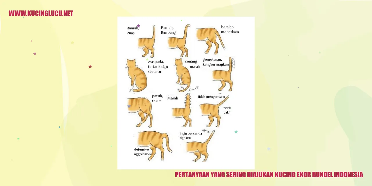 Gambar Kucing Ekor Bundel