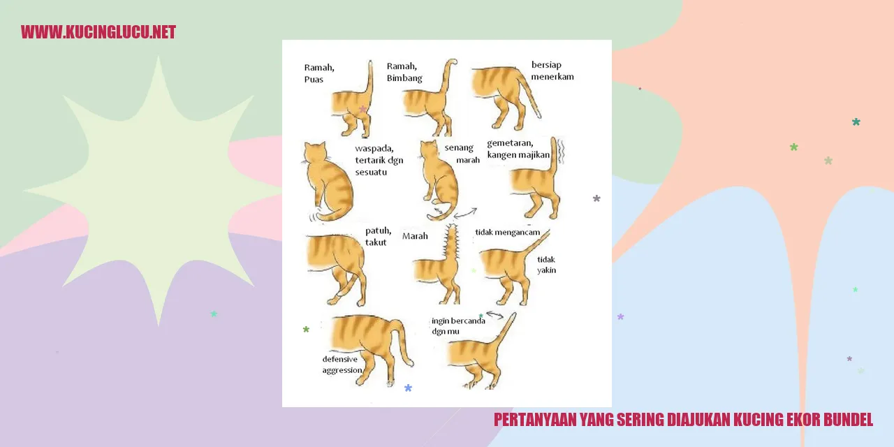 Kucing Ekor Bundel