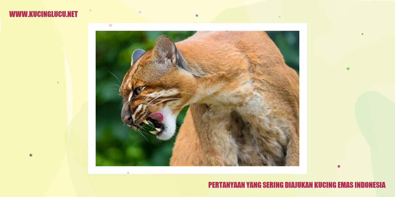 Kucing Emas Indonesia