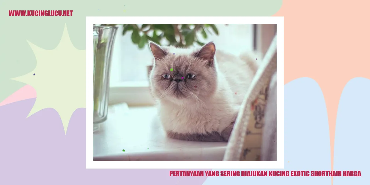 Kucing Exotic Shorthair