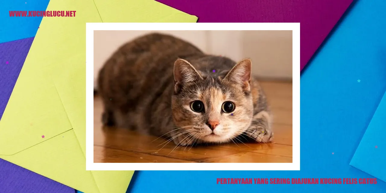 Gambar Kucing Felis Catus