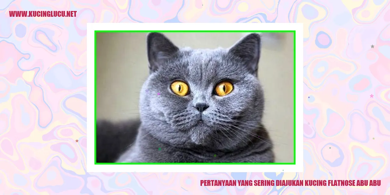 Kucing Abu-abu dengan Hidung Datar