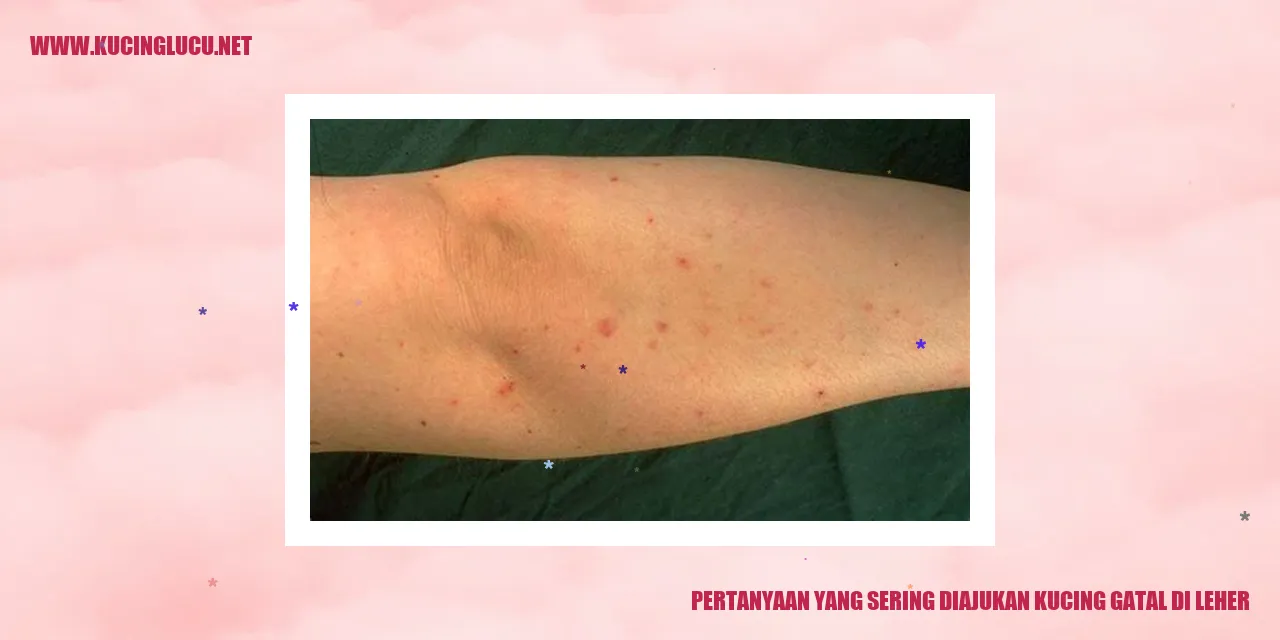 Kucing Menggaruk di Leher
