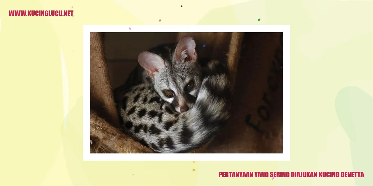 gambar kucing genetta