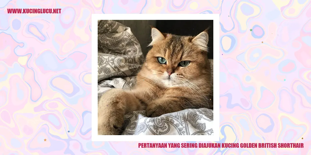 Kucing Golden British Shorthair