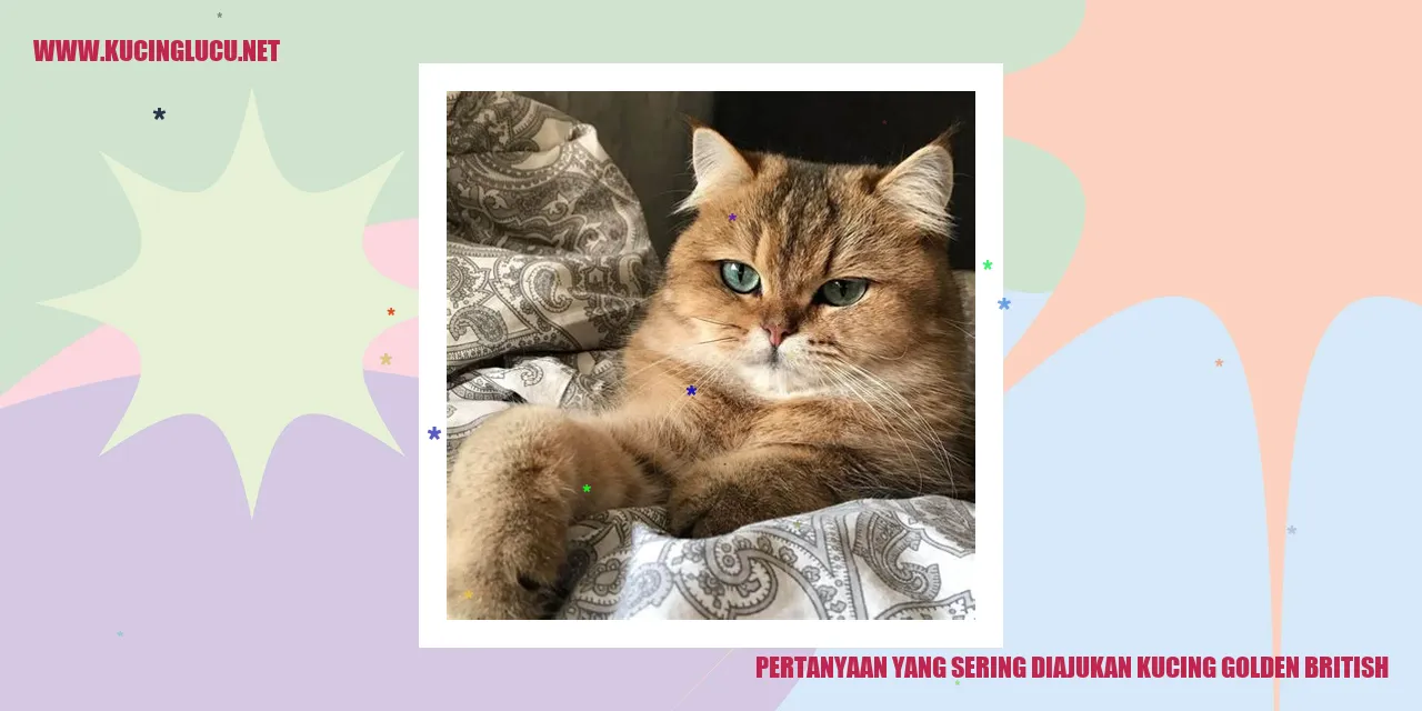 Kucing Golden British