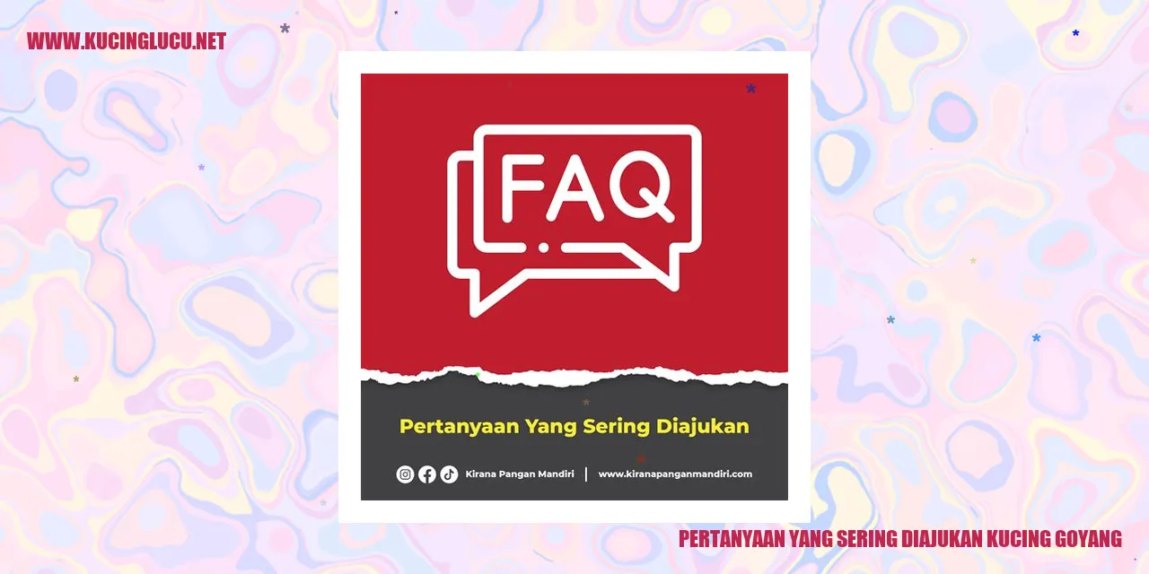 Gambar kucing goyang