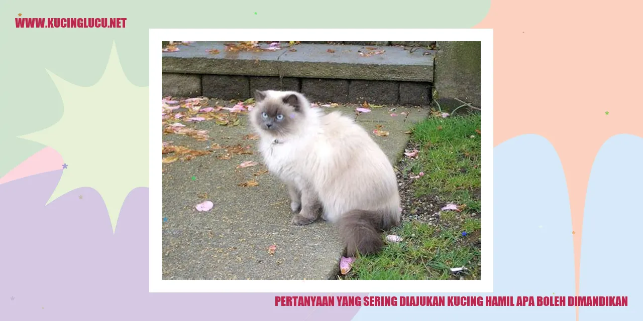 Kucing Hamil Dimandikan