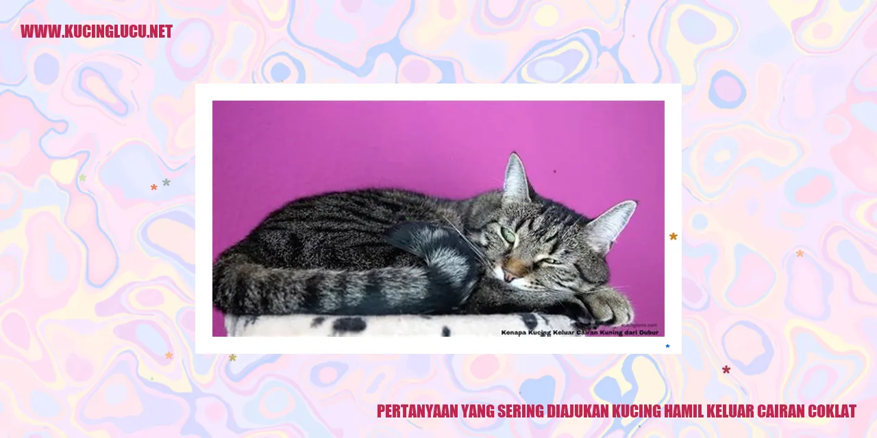 Kucing bunting keluar cairan coklat